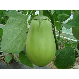 HeirloomSupplySuccess 15 Heirloom Applegreen Aubergine Eggplant Seeds
