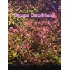 50 Plant Stems Pack - Live Aquatic Freshwater Plants -