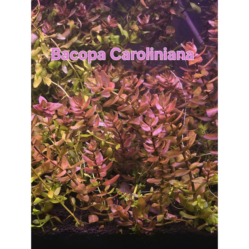 50 Plant Stems Pack - Live Aquatic Freshwater Plants -