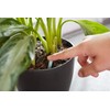 Scotts Indoor Plant Food Spikes, Includes 48 Spikes - Continuous