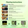 Outsidepride Lemon Bee Balm Seeds - 5000 Pcs Annual, Easy