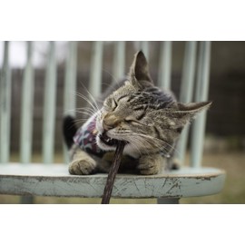 Meowy Janes Extra Long Matatabi Chew Sticks - 2X Length - an All Natural Silvervine Cat Toy and Cat Treat - Catnip Alternative
