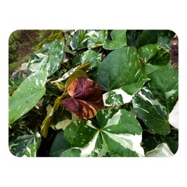 Mahoe Variegated Sea Hibiscus Tropical Tree Live Plant Colored Leaves Yellow Coral Flowers Starter Size 4 Inch Pot Tree Plant Emeralds TM