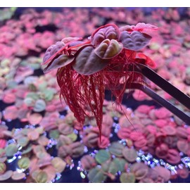 80+ Leaves Red Root Floaters Live Aquarium Plant/Floating/Easy to Grow/for Fresh Water/Aquascaping Nano Tank (Phyllanthus Fluitans)