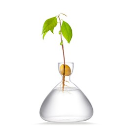 HONG BICHANG Transparent Acorn Seed Vase for Oak Tree Sprouts, Acorn Seed Starting Pot for Propagating Floral Plants at Home, Ideal Gift for Gardening Enthusiasts.