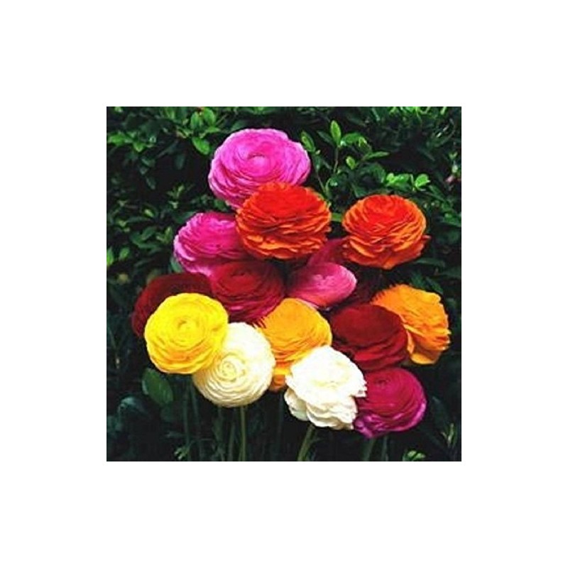 Ranunculus Rainbow Mix - Persian Buttercup Bulbs (Not Seeds) -10