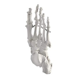 Foot Bone Model, Articulated - Right - Anatomically Accurate Human Bone Replica - hBARSCI
