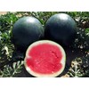50 Black Diamond Watermelon Seeds for Planting Heirloom Non GMO