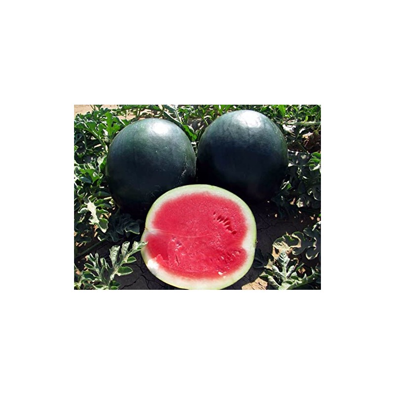 50 Black Diamond Watermelon Seeds for Planting Heirloom Non GMO