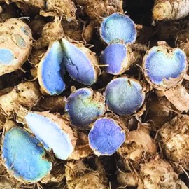 YOKEBOM 1/4Lbs Turmeric Rhizomes, Large Fresh Turmeric Roots Curcuma Longa Ginger Roots for Planting or Culinary, Turmeric Tubers (Blue Black Turmeric)