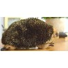 TAMMYFLYFLY Lifelike Echidna Plush Stuffed Animal Toy Echidna Animal Model