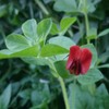 Lotus tetragonolobus (Squarepod Deervetch) Flower Seeds, Attractive, Bright Red to