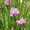 Chives Seeds Allium Schoenoprasum Herbaceous Perennial Culinary Attracts Pollinators Rich