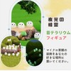 manatom Moss Terrarium Figure, Kurosuke Terrarium Figure, Moss Terrarium Kit