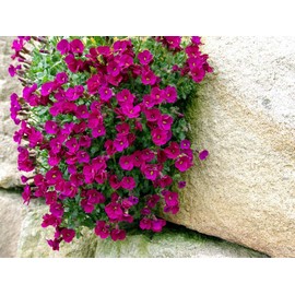CEMEHA SEEDS - Seeds Lilacbush Rock Cress Hybrid Mix Perennial Flowers for Planting