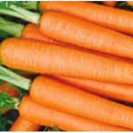 3000 Tendersweet Carrot Seeds for Planting Carrot Seeds Fresh Heirloom Vegetable Garden Seed