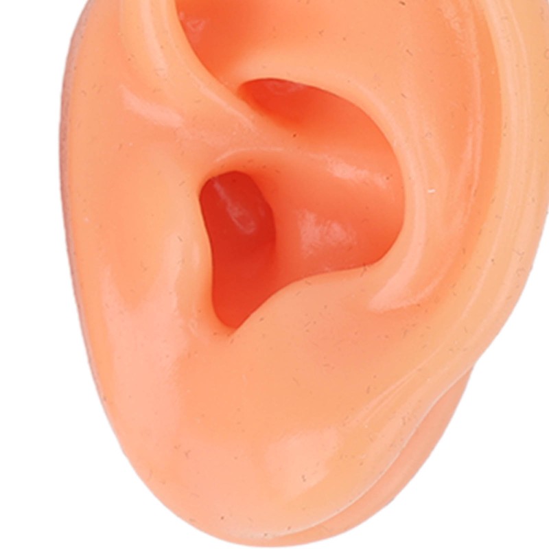 Silicone Ear Model Human Artificial Ear Display for Hearing Aids