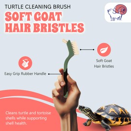 Turtle Cleaning Brush Remove Aquatic Mud, Dirt, & Contaminants from Tortoises Shells & Promoting Shell Health - Goat Hair Bristle Brush with Grip Rubber Handle - Green by Snout and Shell