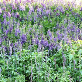 Angelonia Flower Garden Seeds - Serena Mix - Packet of 10 Seeds - Pelleted - Annual Flower Gardening - Angelonia angustifolia