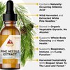 Ascent Nutrition Pine Needle Extract | Contains Naturally Occurring Shikimic