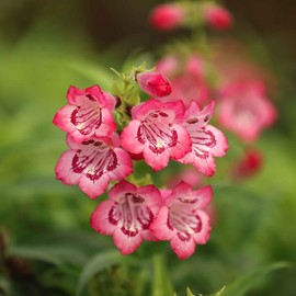 Penstemon Seeds - Sensation Mix - Packet - Purple/Red/White Flower Seeds, Open Pollinated Seed Attracts Bees, Attracts Butterflies, Attracts Hummingbirds, Attracts Pollinators, Container Garden