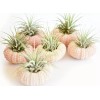 Florida Shells and Gifts 10 Pack Beautiful Air Plant w.