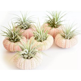 Florida Shells and Gifts 10 Pack Beautiful Air Plant w. Pink Sea Urchin Nautical Gift Beach Wedding Decor