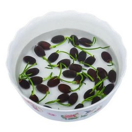 ZEshops 10pcs Mixed Color Bonsai Bowl Lotus Live Plants Pre-Sprouted - Aquatic Beauties for Indoor and Outdoor Serenity