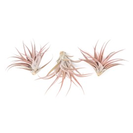 Air Plants Capitata Peach - Live Succulent House Plants - Available in Wholesale and Bulk - Home and Garden Decor - Easy Care Indoor and Outdoor Plants (Pack of 12)