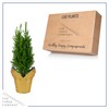 Live Dark Green Cypress Tree - Tabletop Decoration - 12"