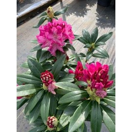 (1) - Holden Red Rhododendron - Starter Plant (7m) (1 Live Plant)
