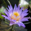 4 Pack Live Hardy Water Lilies Pre-Grown Tuber Rhizome Blue,
