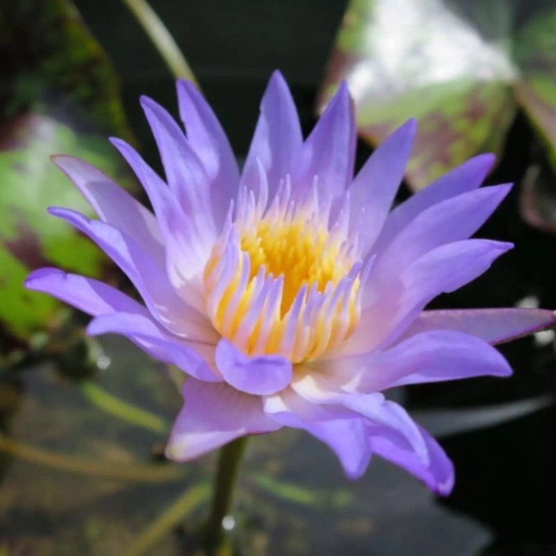 4 Pack Live Hardy Water Lilies Pre-Grown Tuber Rhizome Blue,