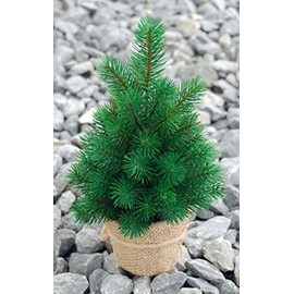 Mini Christmas Tree 33 cm Very Real Looking