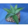Crazy H Cactus Agave potatorum "Spawn" Starter Plants! FINALLY AVAILABLE!!