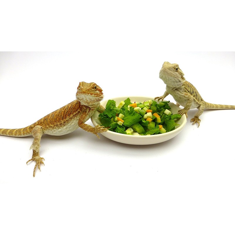 Carolina Reptile Veggie Chopper