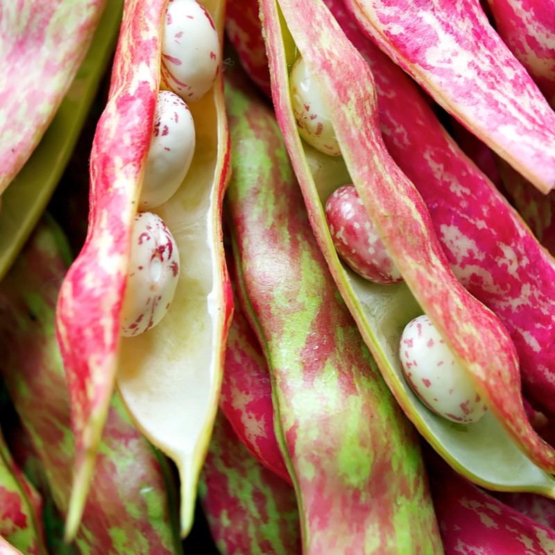 Organic Pinto Bean Seeds - USDA Organic, Non-GMO, Open Pollinated,