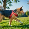 EXCELLENT ELITE SPANKER Ultra soft No pull dog harness V-Shaped