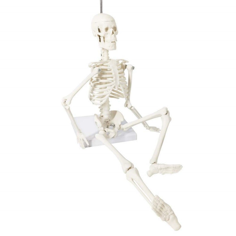 Mini Human Skeleton Model for Anatomy, 17.7 Inches (45 cm)