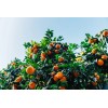 100+ Mandarin Orange Seeds Citrus Reticulata Blanco - Order Track