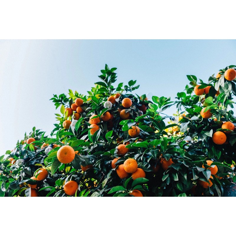 100+ Mandarin Orange Seeds Citrus Reticulata Blanco - Order Track