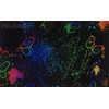 Rollo para Laminado Térmico Holografico Mariposas 30cm x 25m