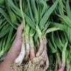 [Jangbori] Gangwon-do Yanggu Punch Bowl Green Garlic 1.5kg / [장보리]