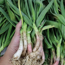 [Jangbori] Gangwon-do Yanggu Punch Bowl Green Garlic 1.5kg / [장보리] 강원도 양구 펀치볼 풋마늘 1.5kg