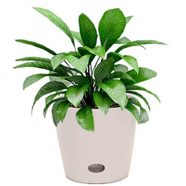 7 Inch Self-Watering Bamboo Planter (Cream) - Round - Bamboo Fiber - No Overwatering or Root Rot