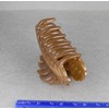 Brown leaf hair clip claw butterfly clamp 4 inches long