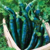 Sunshine Seeds Chile Pasilla Pepper Seeds (15) / ORGANIC /