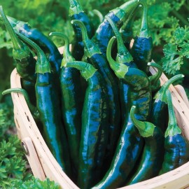 Sunshine Seeds Chile Pasilla Pepper Seeds (15) / ORGANIC / MEXICAN CUISINE / FLORIDA GROWN