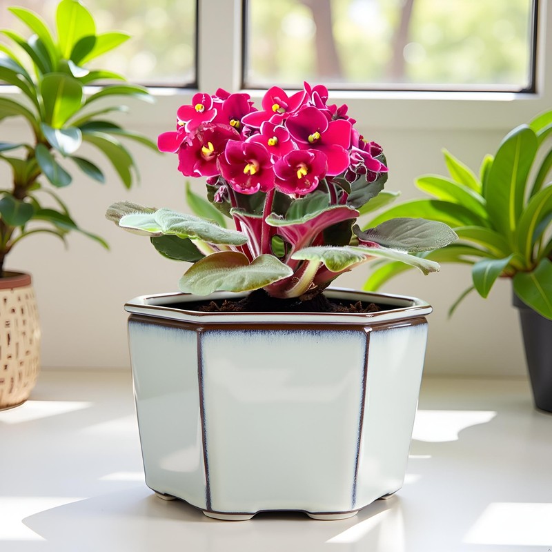 Dphagesy African Violet Pots 6 inch Hexagon Self-Watering Ceramic Violet