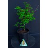 House of Bonsai Dwarf Japanese Green Maple 'Koto Maru'  Pre-Bonsai Tree - 1 Gallon